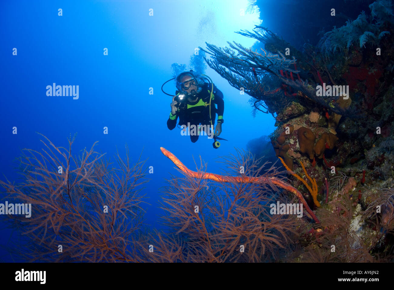 EIN MÄNNLICHER TAUCHER BELEUCHTET MEERESLEBEWESEN WIE SCHWARZE KORALLE WÄHREND EINES TAUCHGANGS IN SPLIT ROCK DIVE SITE GRAND CAYMAN Stockfoto