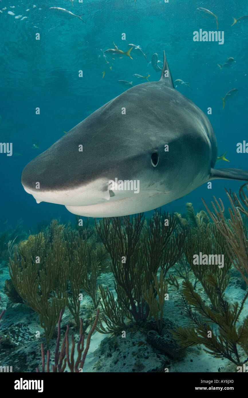 TIGERHAI GALEOCERDO CUVIER FOTOGRAFIERT VON WEST END GRAND BAHAMA BAHAMAS-INSELN Stockfoto