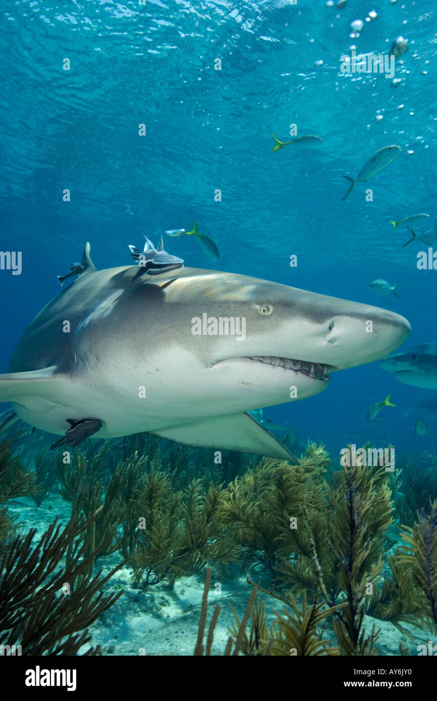 ZITRONE HAI NEGAPRION BREVIROSTRIS FOTOGRAFIERT VON WEST END GRAND BAHAMA BAHAMAS-INSELN Stockfoto