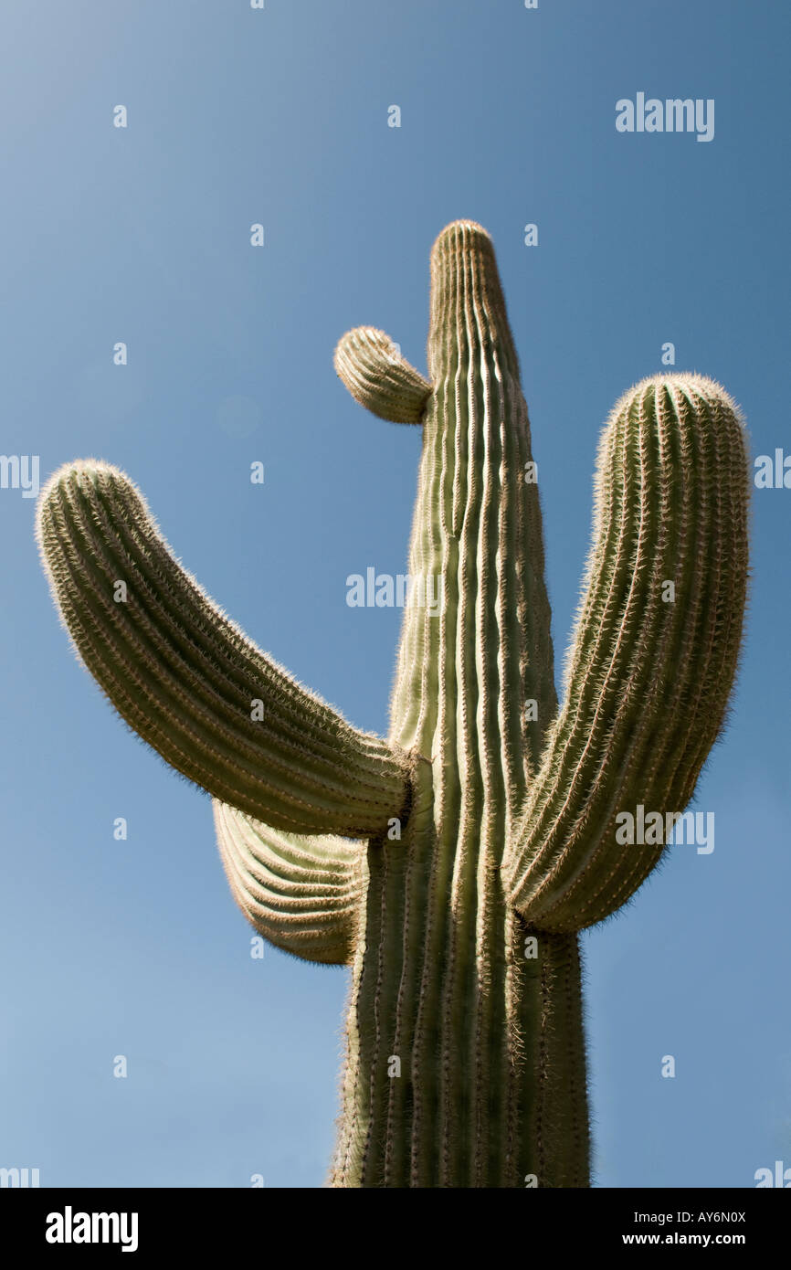 Saguaro-Kaktus in Desert Botanical Garden-Sonora Wüste außerhalb Phoenix Arizona Südwesten Nordamerikas Stockfoto