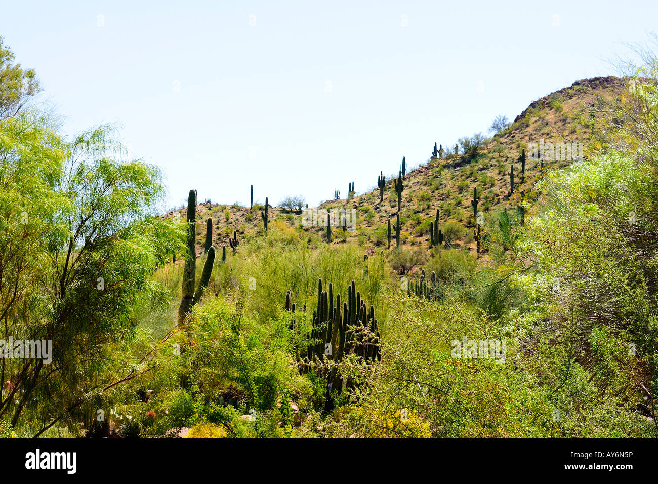 Saguaro Kaktus Am Hang In Desert Botanical Garden Sonora Wuste