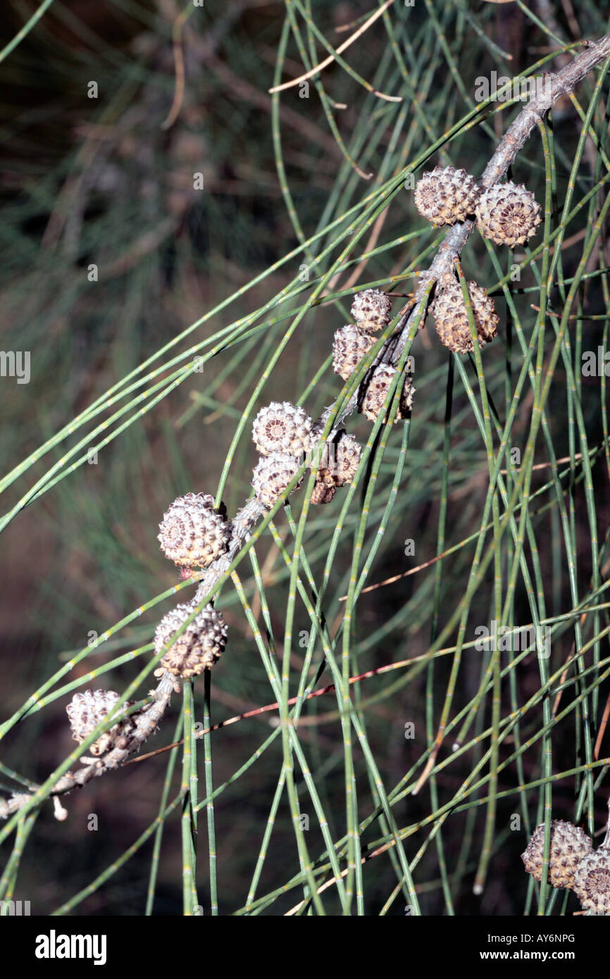 Nahaufnahme der She-Eiche/Sheoak Früchte-Allocasuarina Scleroclada [Syn Casuarina Sleroclada]-Familie Casuarinaceae Stockfoto