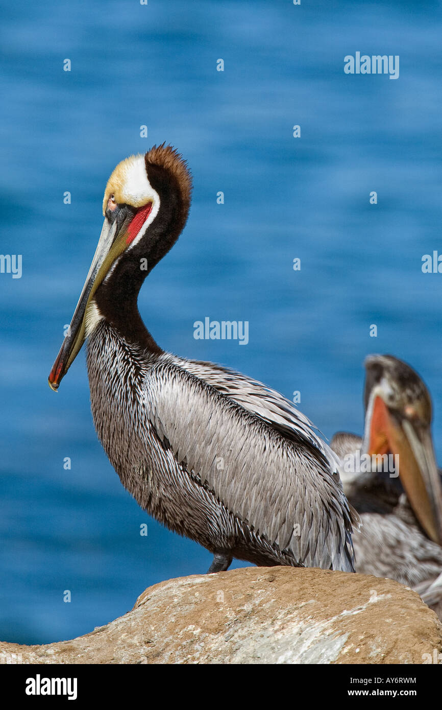 Braune Pelikan in San Diego Kalifornien Stockfoto