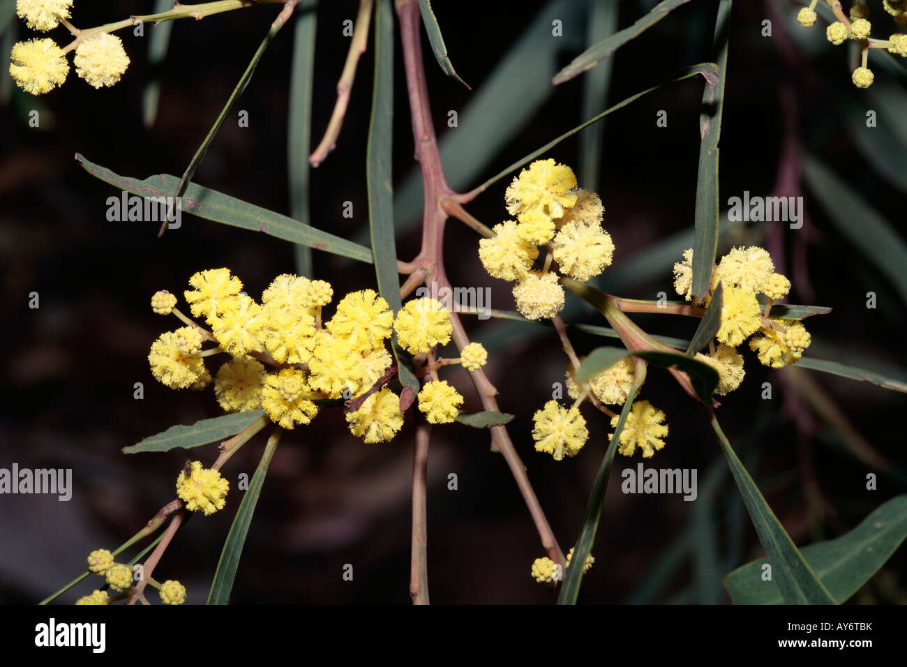 Acacia Retinoides-Familie Mimosaceae Stockfoto