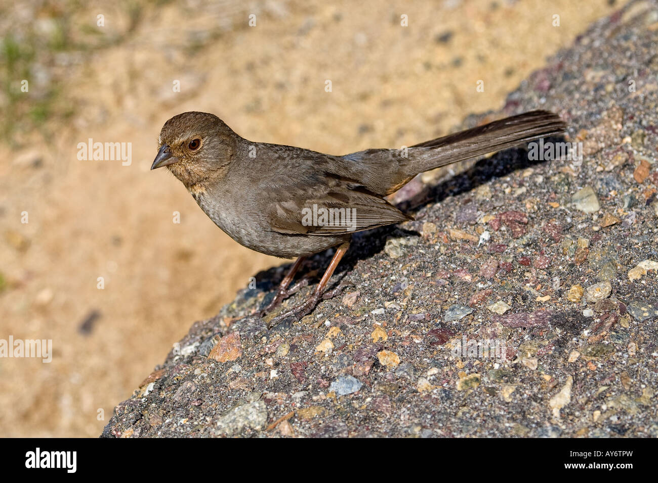 Sparrow steht auf einem Felsen Stockfoto