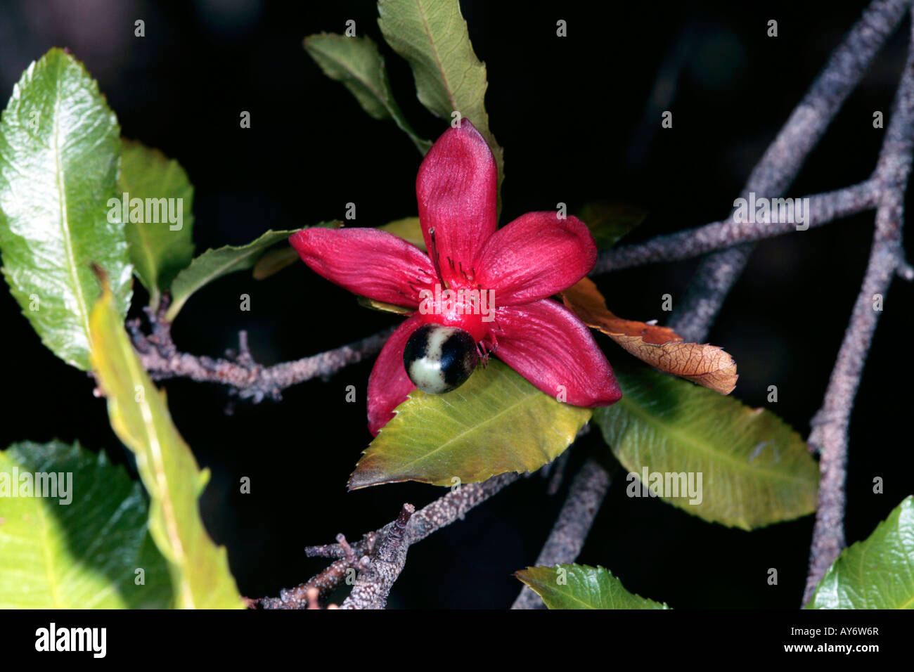 Karneval Bush / Mickey-Mouse-Anlage-Ochna Serrulata Sy Ochna Altropurpurea und Diporidium Serrulatum - Familie Ochnaceae Stockfoto