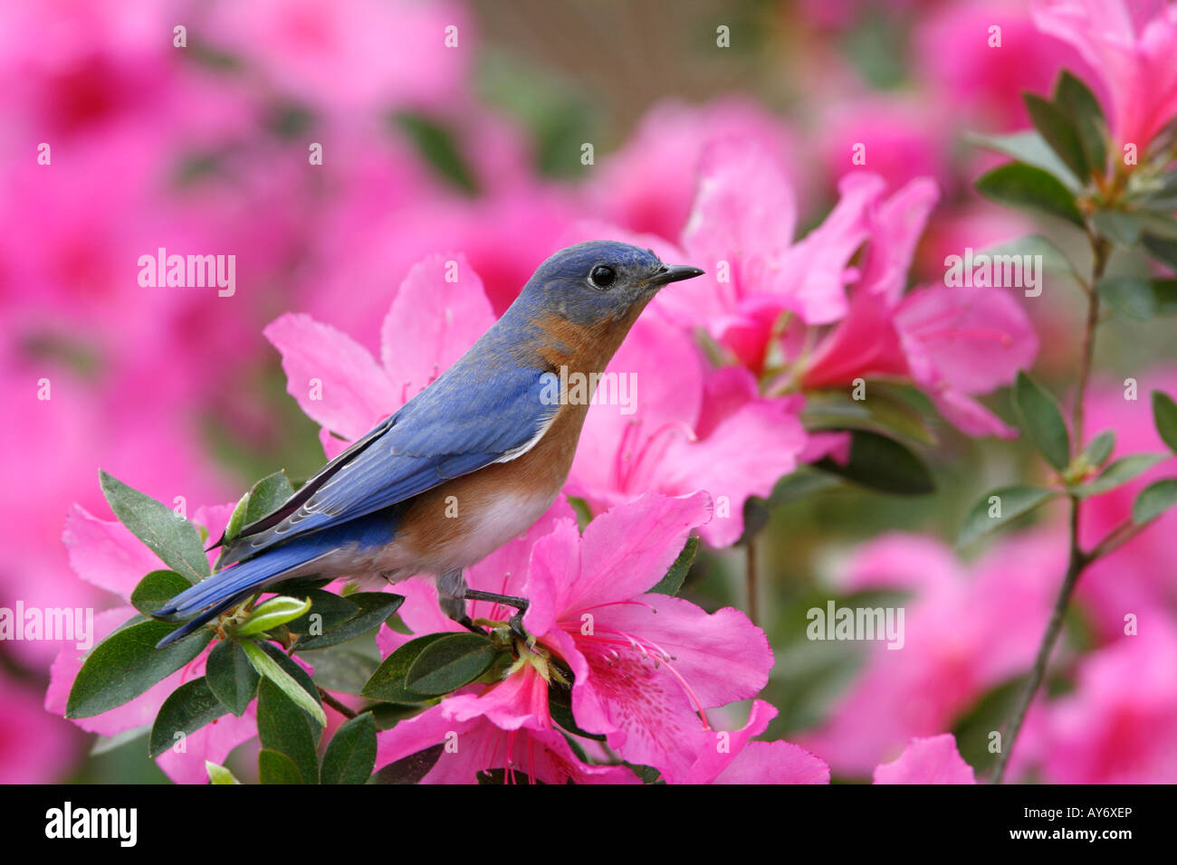 Östlichen Bluebird gehockt Azalee blüht Stockfoto