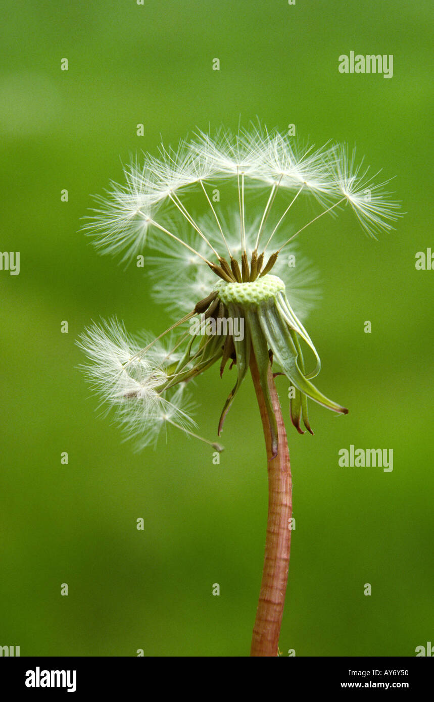 Pflanzen, wenige Samen auf Kopf Uhr Löwenzahn, Taraxacum officinale Stockfoto
