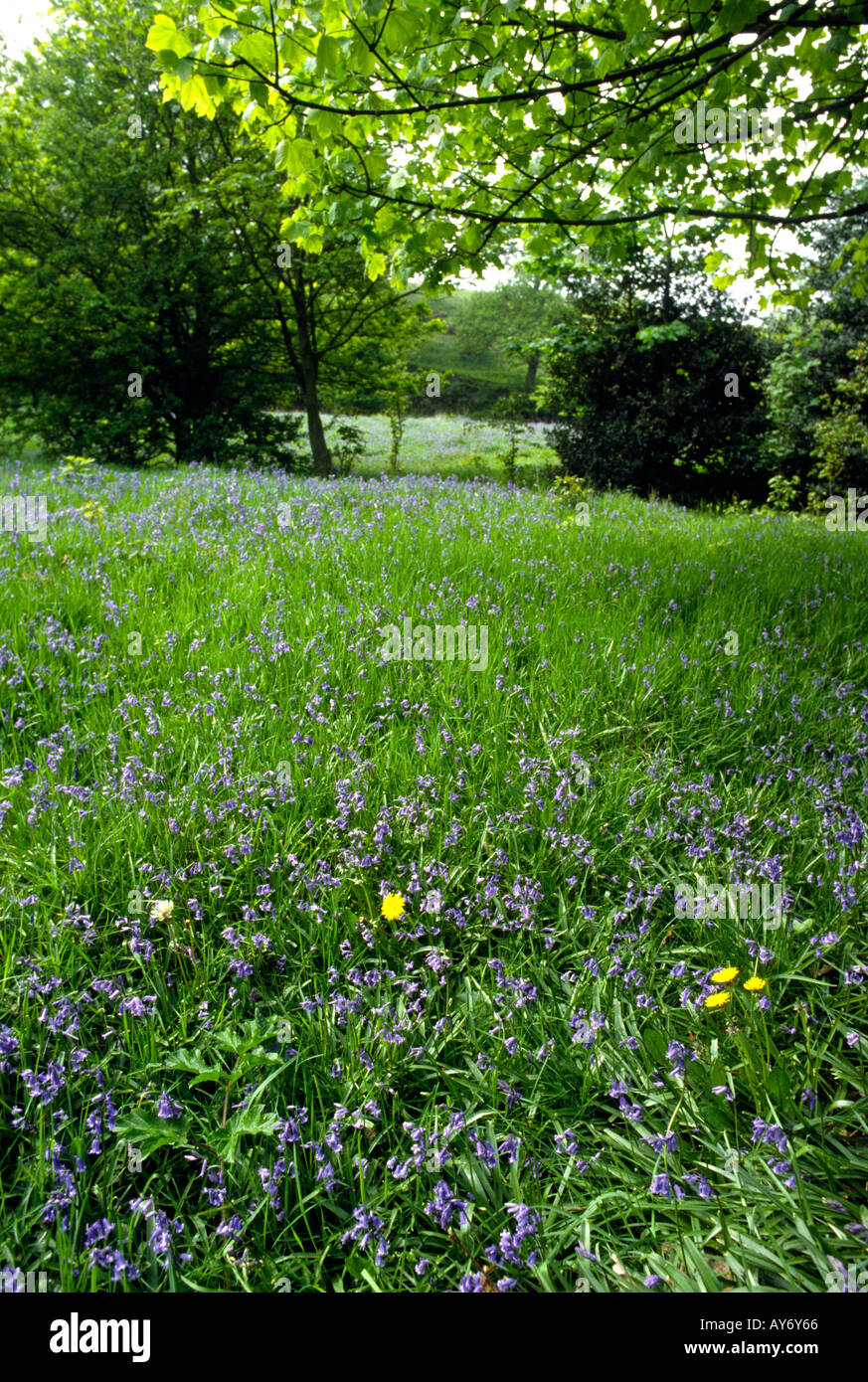 Cheshire Poynton Frühling Glockenblumen im Feld bei höheren Poynton Stockfoto