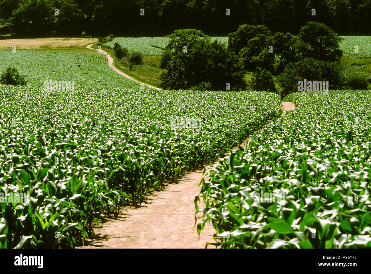 Cheshire Peckforton Landwirtschaft Weg durch Maisfeld Stockfoto