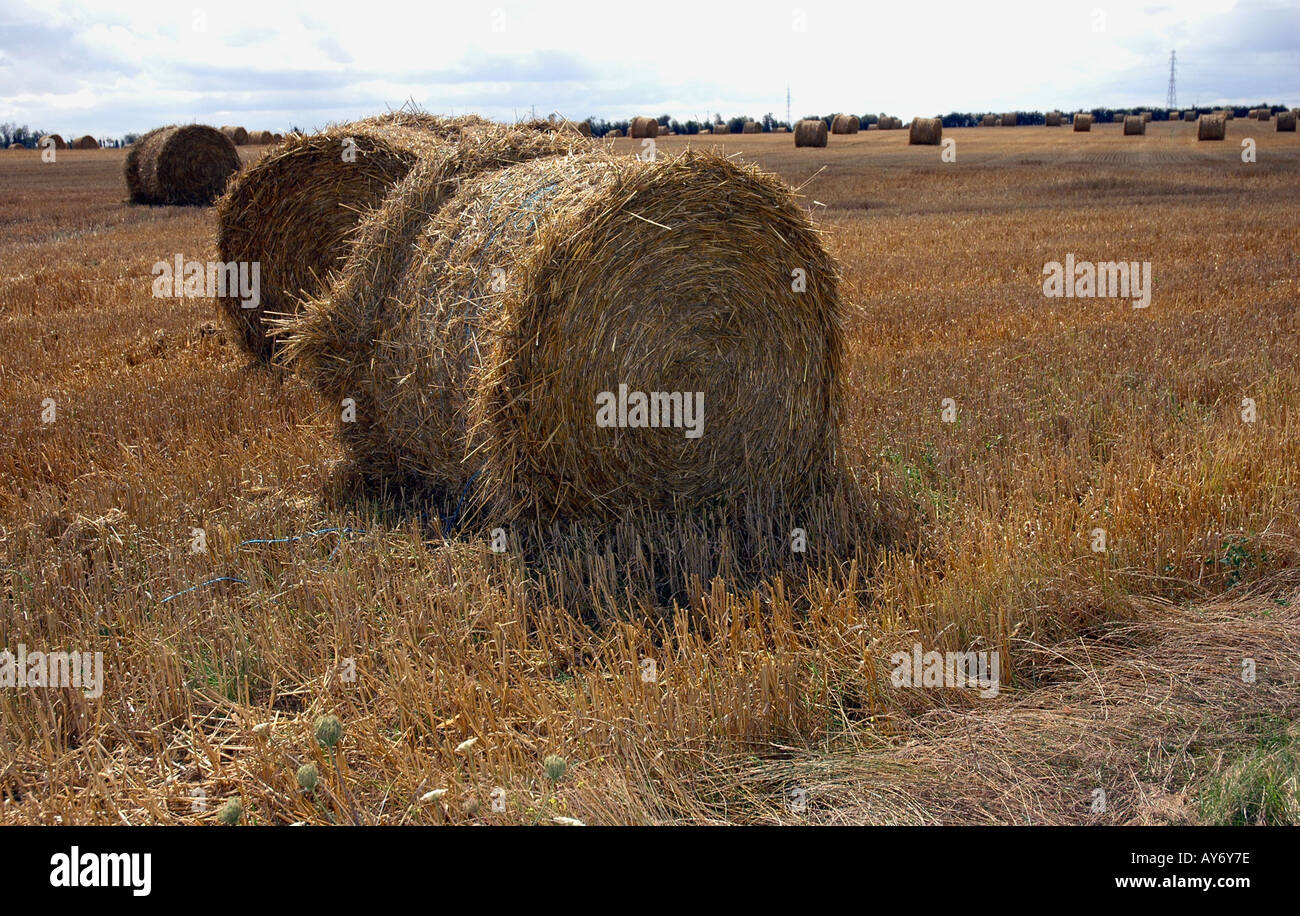 Charakteristische Heu-Feld der Normandie Ärmelkanal La Manche Nord-West-Frankreich-Europa Stockfoto