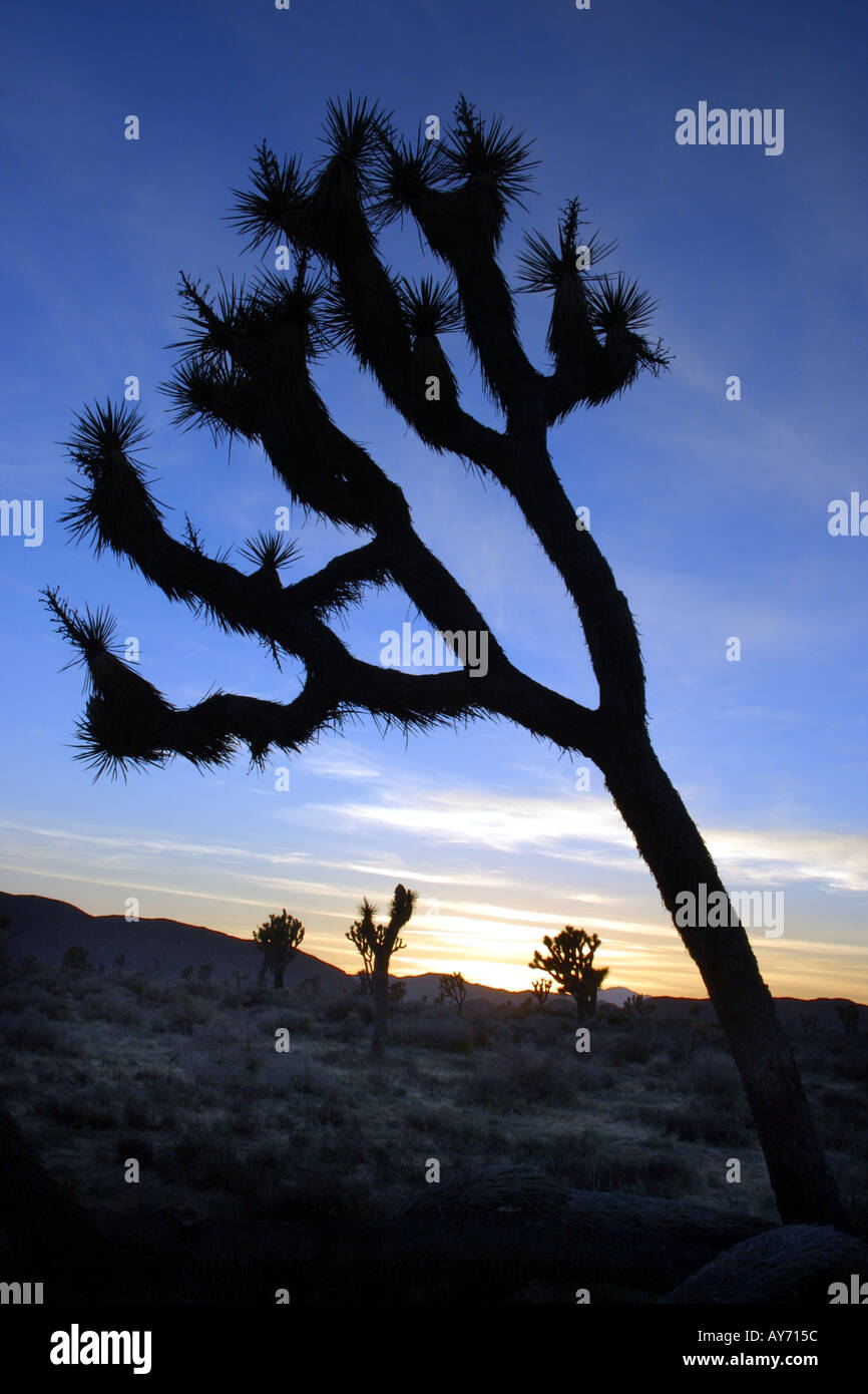 Joshua Tree Silhouette in Joshua Tree Nationalpark Kalifornien Stockfoto