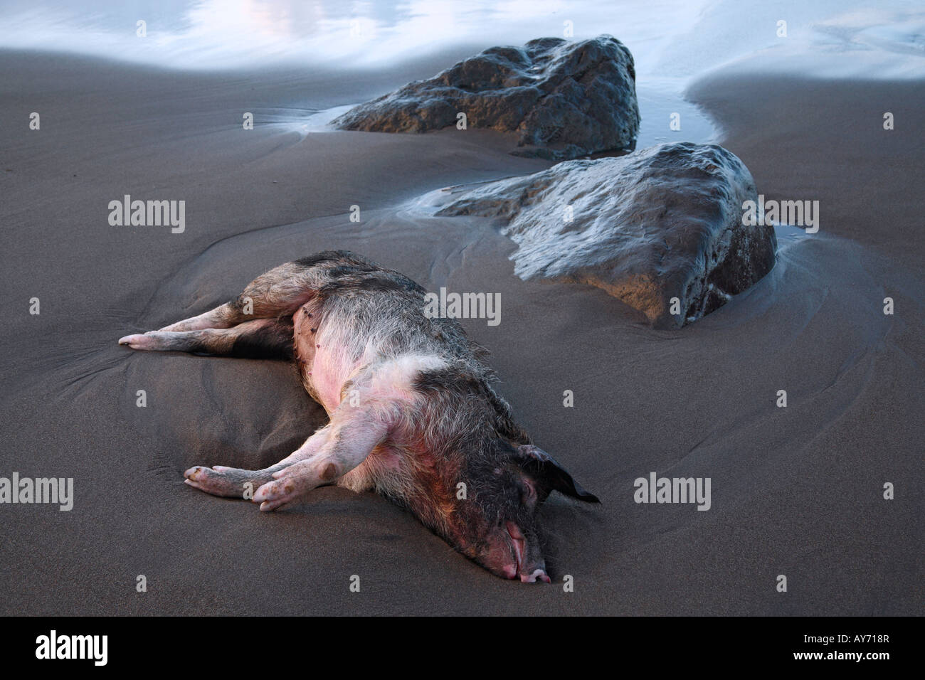 Problem der öffentlichen Gesundheit: tote Schwein gestrandet am Strand Stockfoto