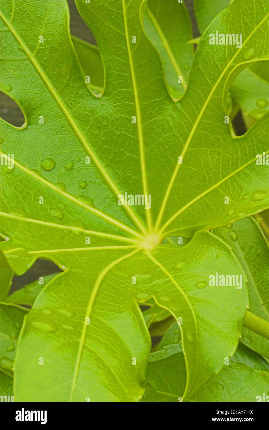 Fatsia Japonica Leaf hautnah Stockfoto