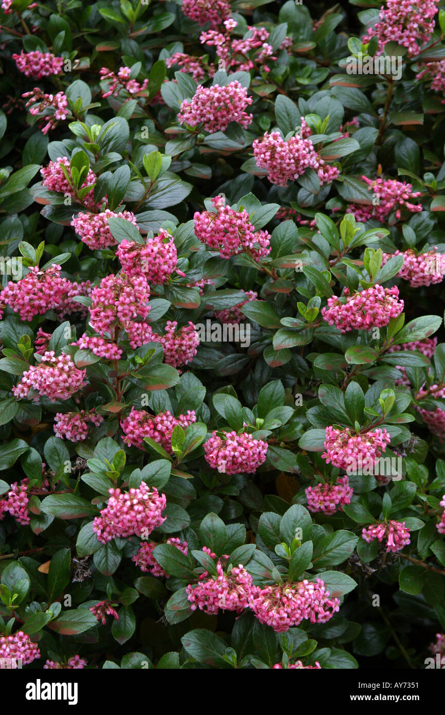Rosa Blüten der Pflanze escallonia Stockfoto, Bild: 1798992 - Alamy