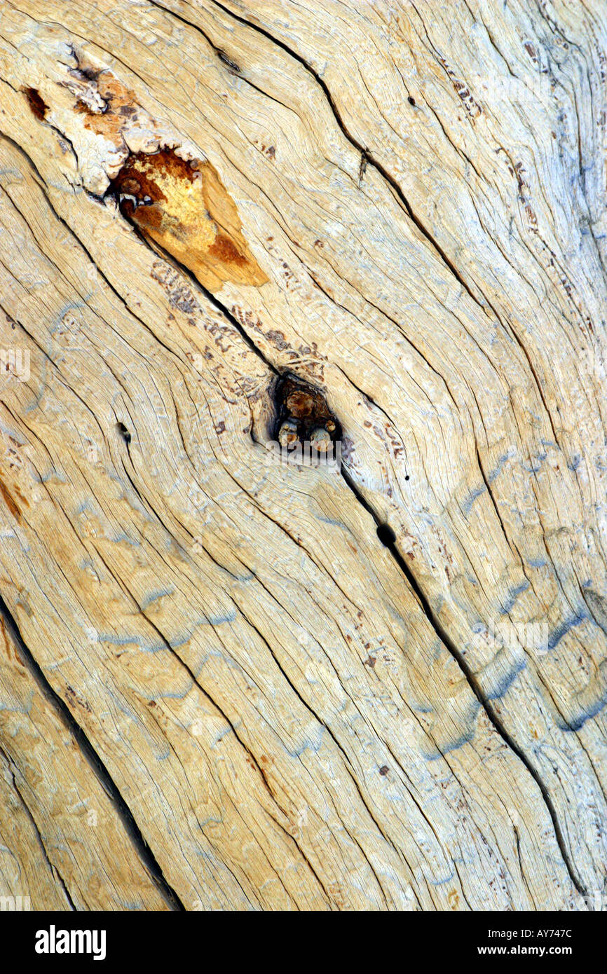 Holzmaserung auf einer verwitterten Kiefer Joshua Tree Nationalpark Kalifornien Stockfoto