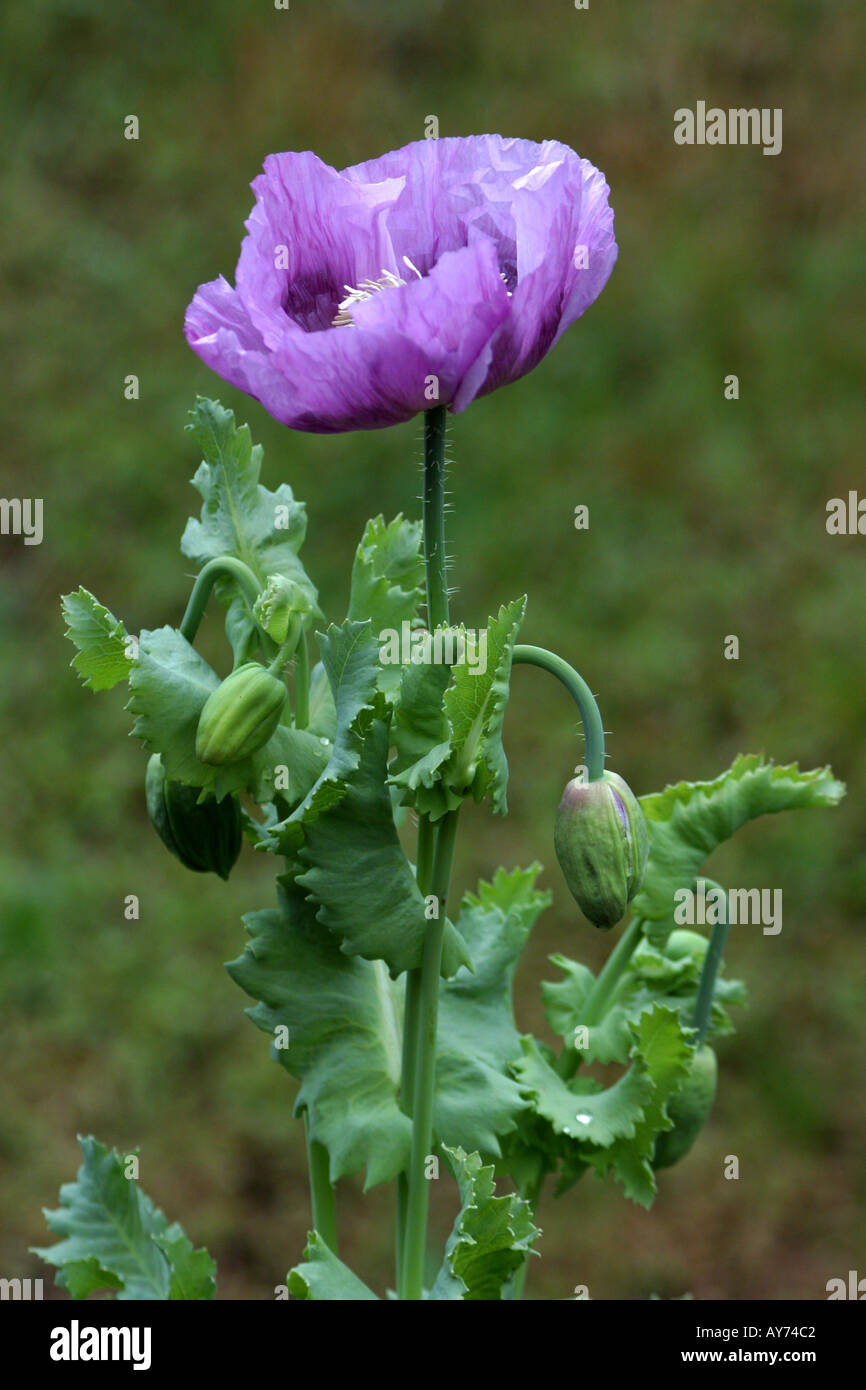 Licht lila Mohn Blume und Bud Papaver somniferum Stockfoto