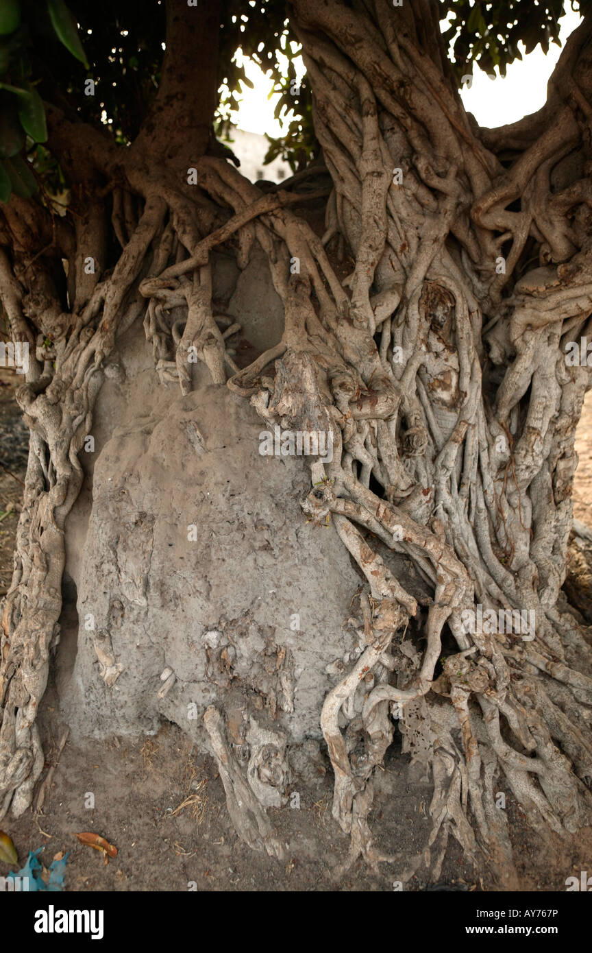 Baum und Termite Hügel The Gambia Westafrika Stockfoto