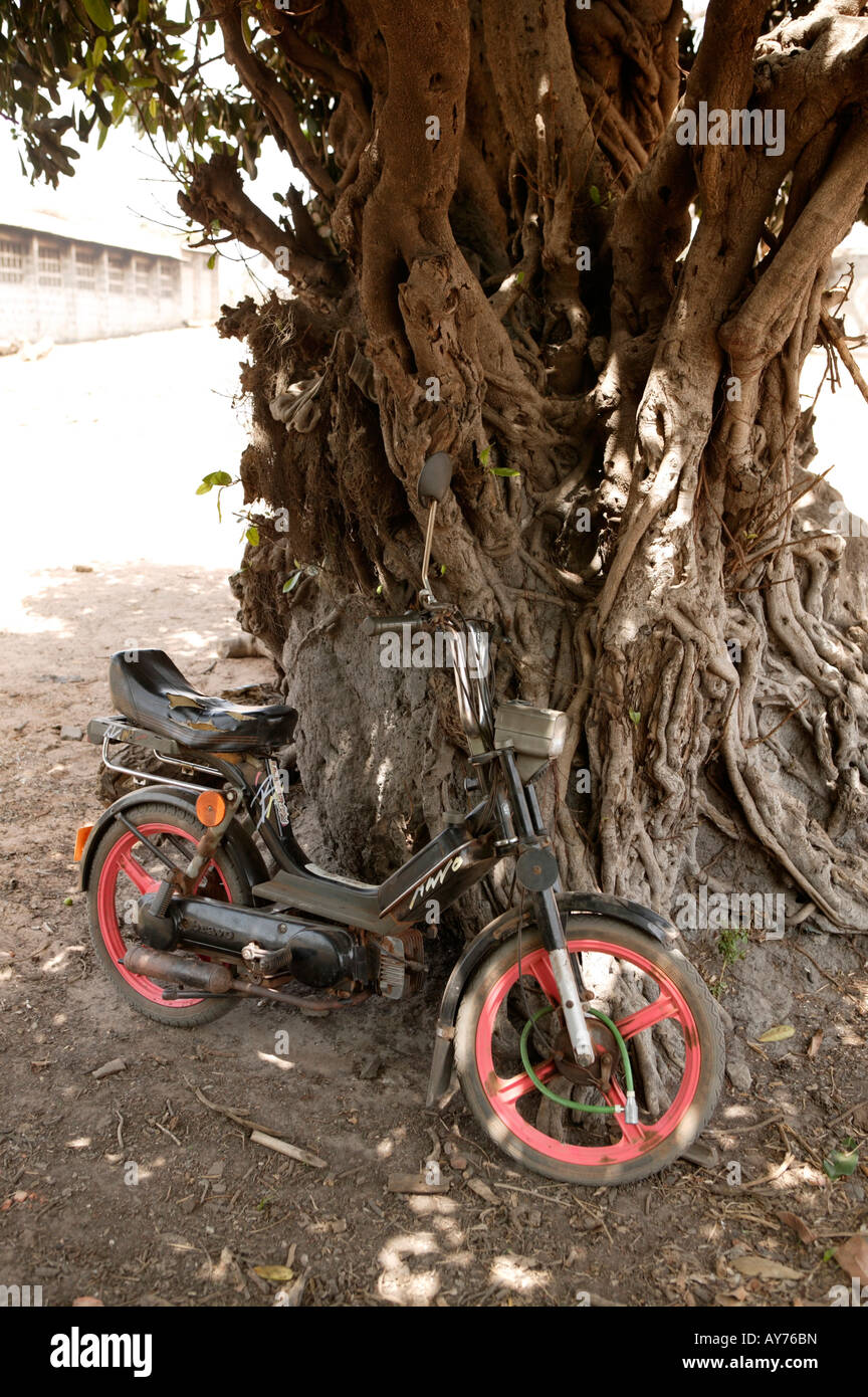 Moped geparkt an alten Baum im Schatten The Gambia Westafrika Stockfoto