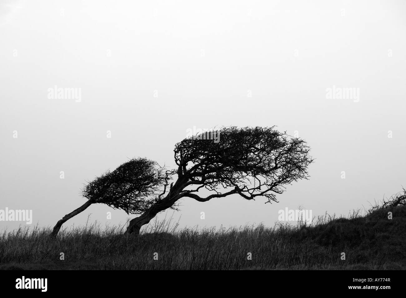 Silhouette der Wind geblasen Weißdorn Baum auf Skyline, Dorset, England, UK Stockfoto