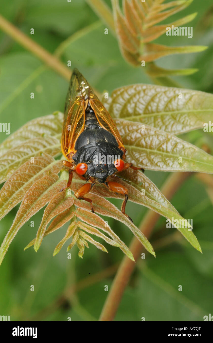 periodische Zikade 17 Jahre Stockfoto