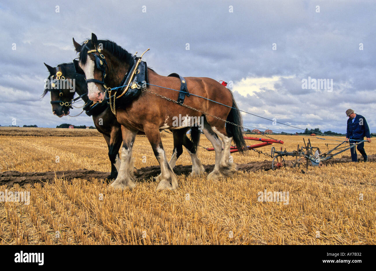 Schwere Pferde traditionelle Pflügen Stockfoto