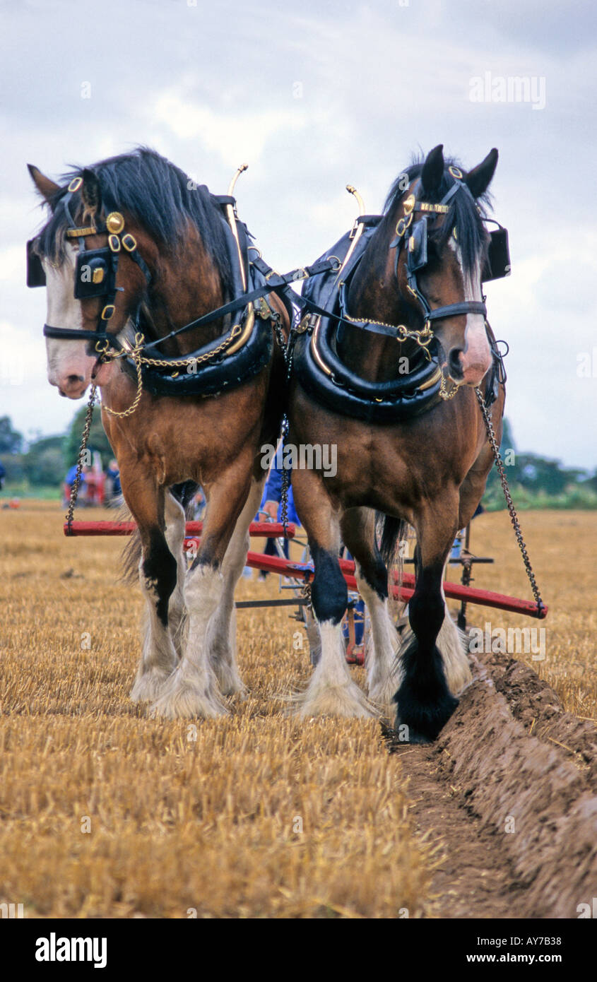 Schwere Pferde traditionelle Pflügen Stockfoto