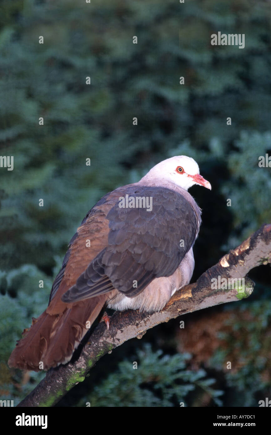 Mauritius-Taube. Rosa Taube. Wissenschaftlicher Name: Columba Mayeri. Status selten - gefährdet. Stockfoto