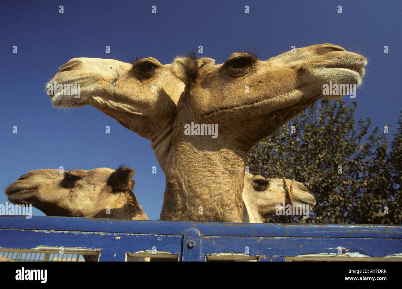 Zwei - Kamel? Kairo Ägypten Stockfoto