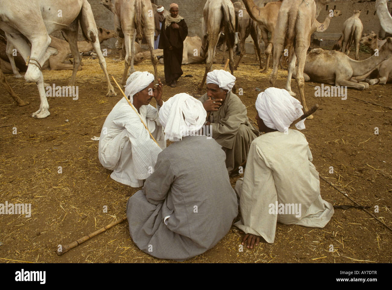 Vier camel Händler umgeben von Kamelen, hocken auf dem Boden den Handel in den Birqash Kamel Markt in der Nähe von Cairo, Ägypten zu diskutieren Stockfoto