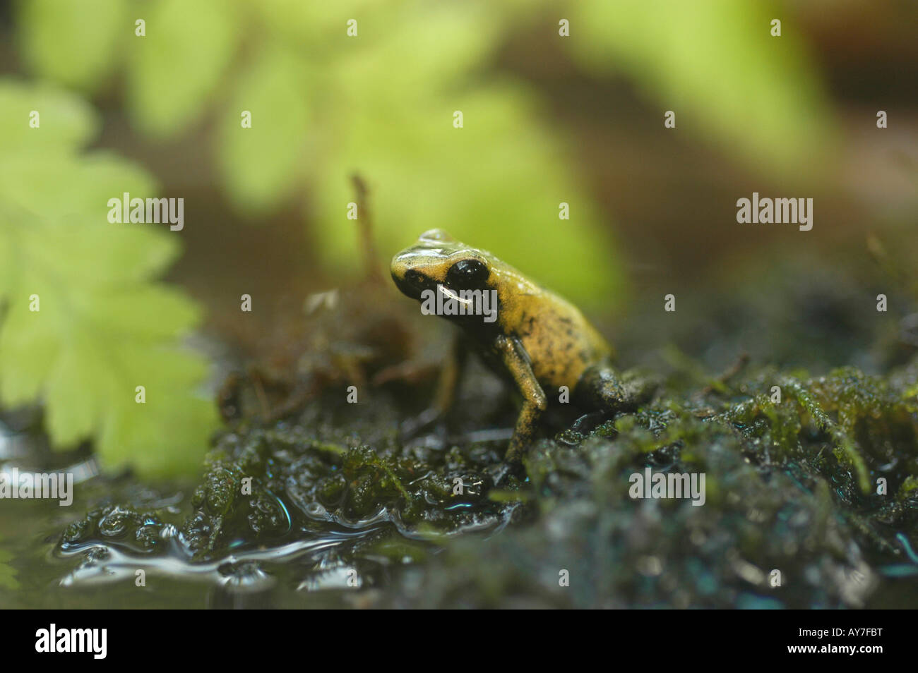 Leguan im Palmenhaus Hirschstetten Stockfoto