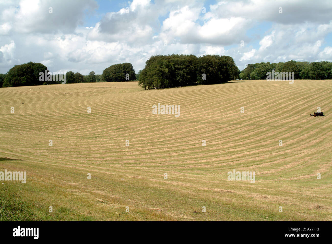 Cranborne Chase auf Dorset Wiltshire Grenze Süd-England UK Stockfoto