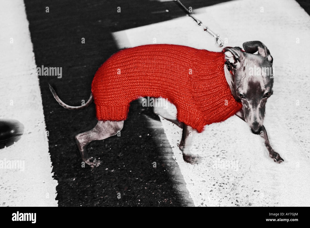 Verwöhnte Manhattan Hund Kreuzung Straße Stockfoto
