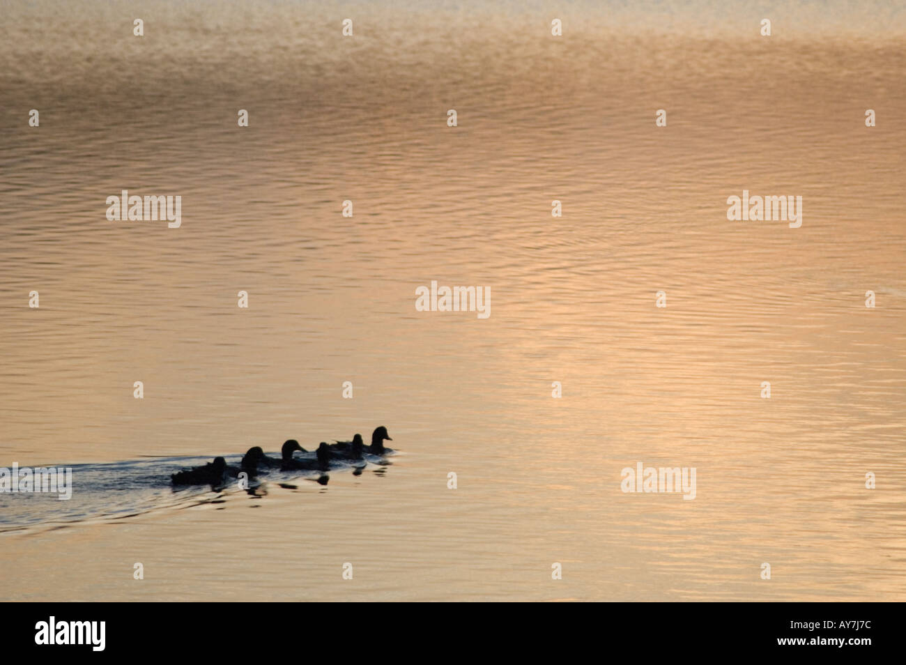 Duck Patrol bei Dämmerung, Fewston Reservoir, North Yorkshire, England, UK Stockfoto