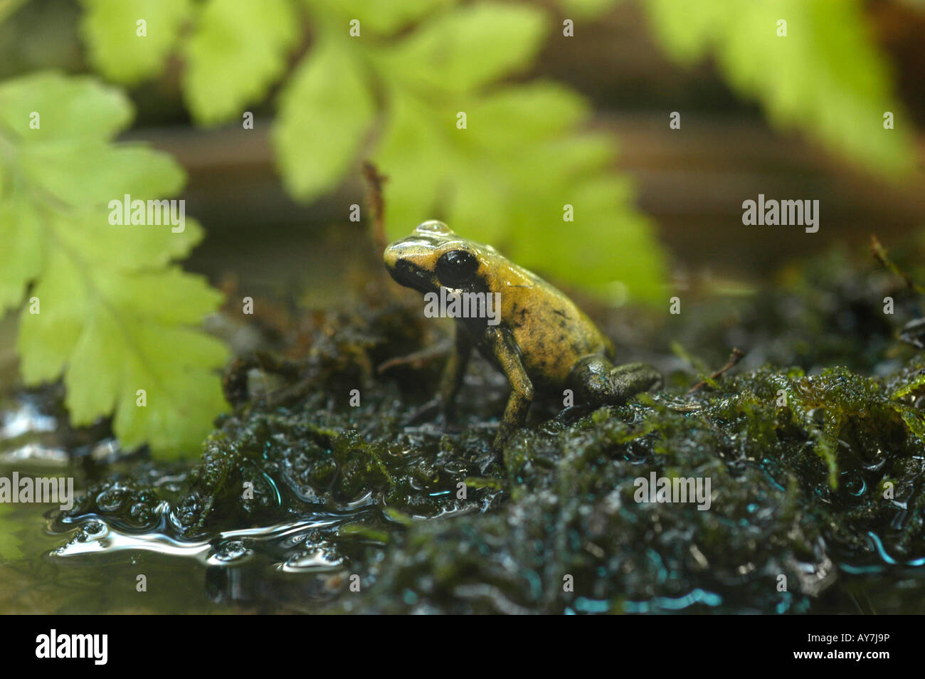 Leguan im Palmenhaus Hirschstetten Stockfoto
