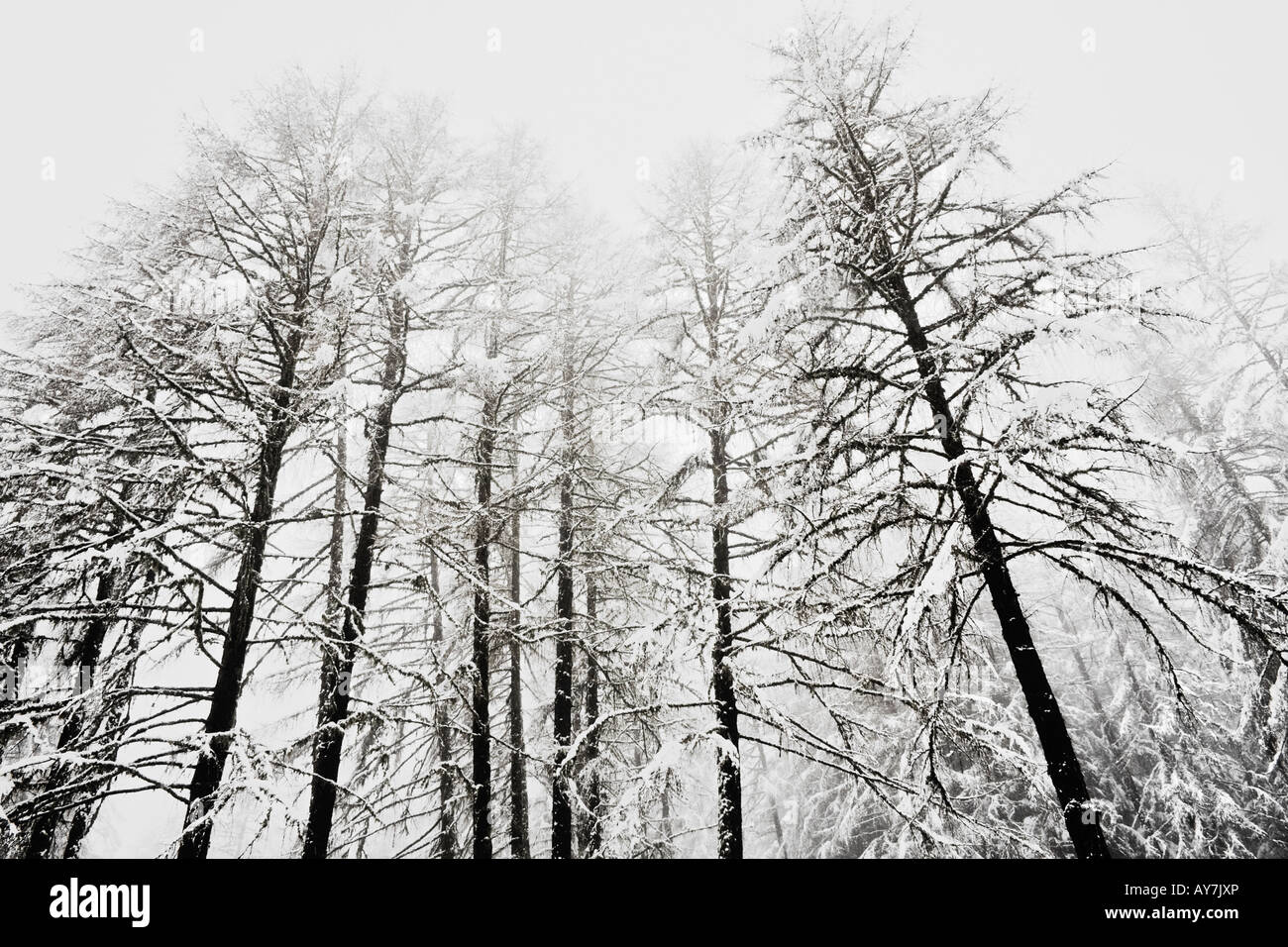 Schneebedeckte Bäume In Winterlandschaft Stockfoto