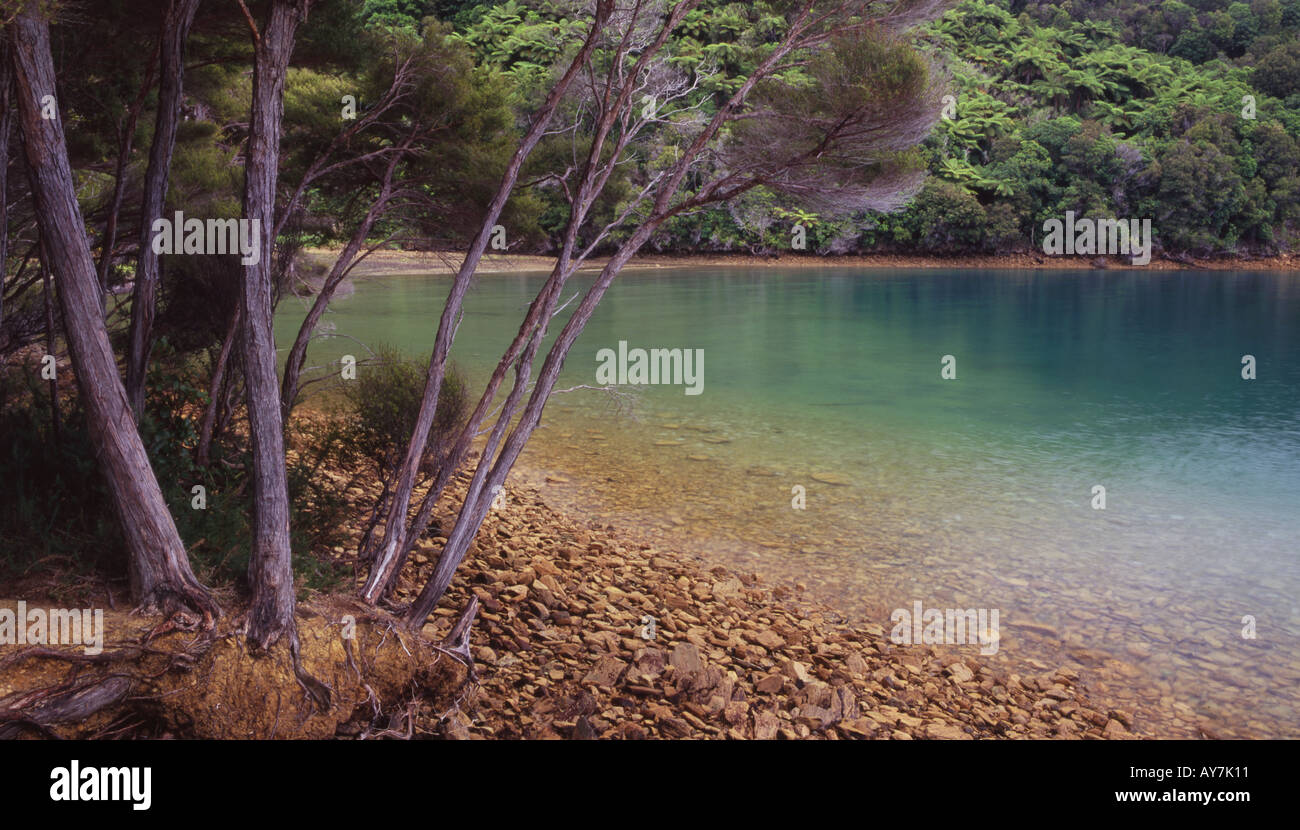 Camps Bay im Endeavour Inlet Queen Charlotte Sound Südinsel Neuseeland Stockfoto