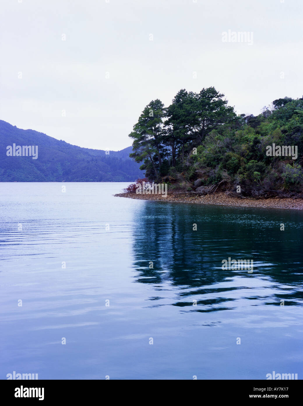Punga Cove in Endeavour Inlet Queen Charlotte Sound Südinsel Neuseeland Stockfoto