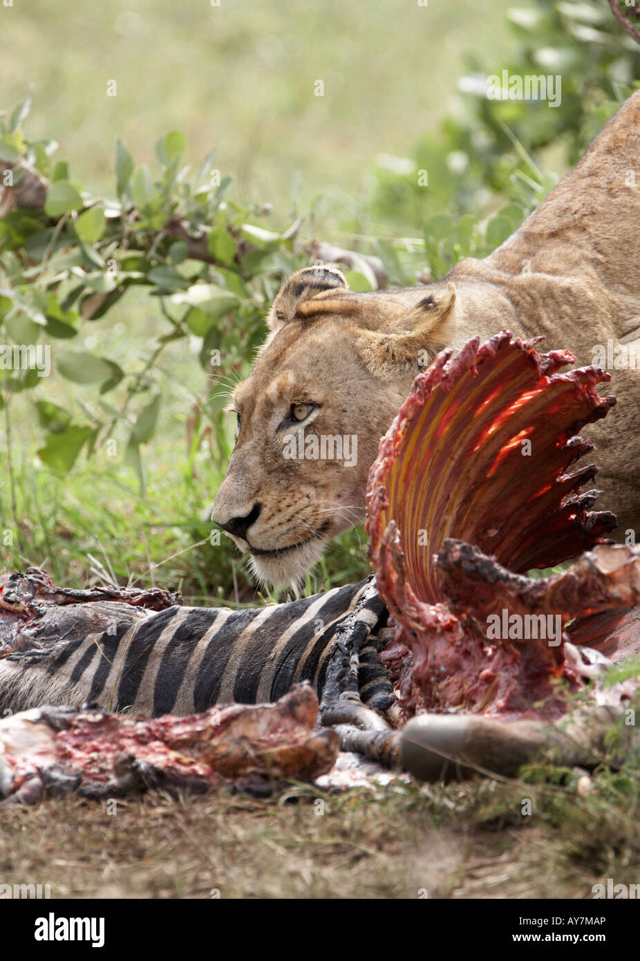 Löwe (Panthera Leo) Essen Zebra töten Stockfoto