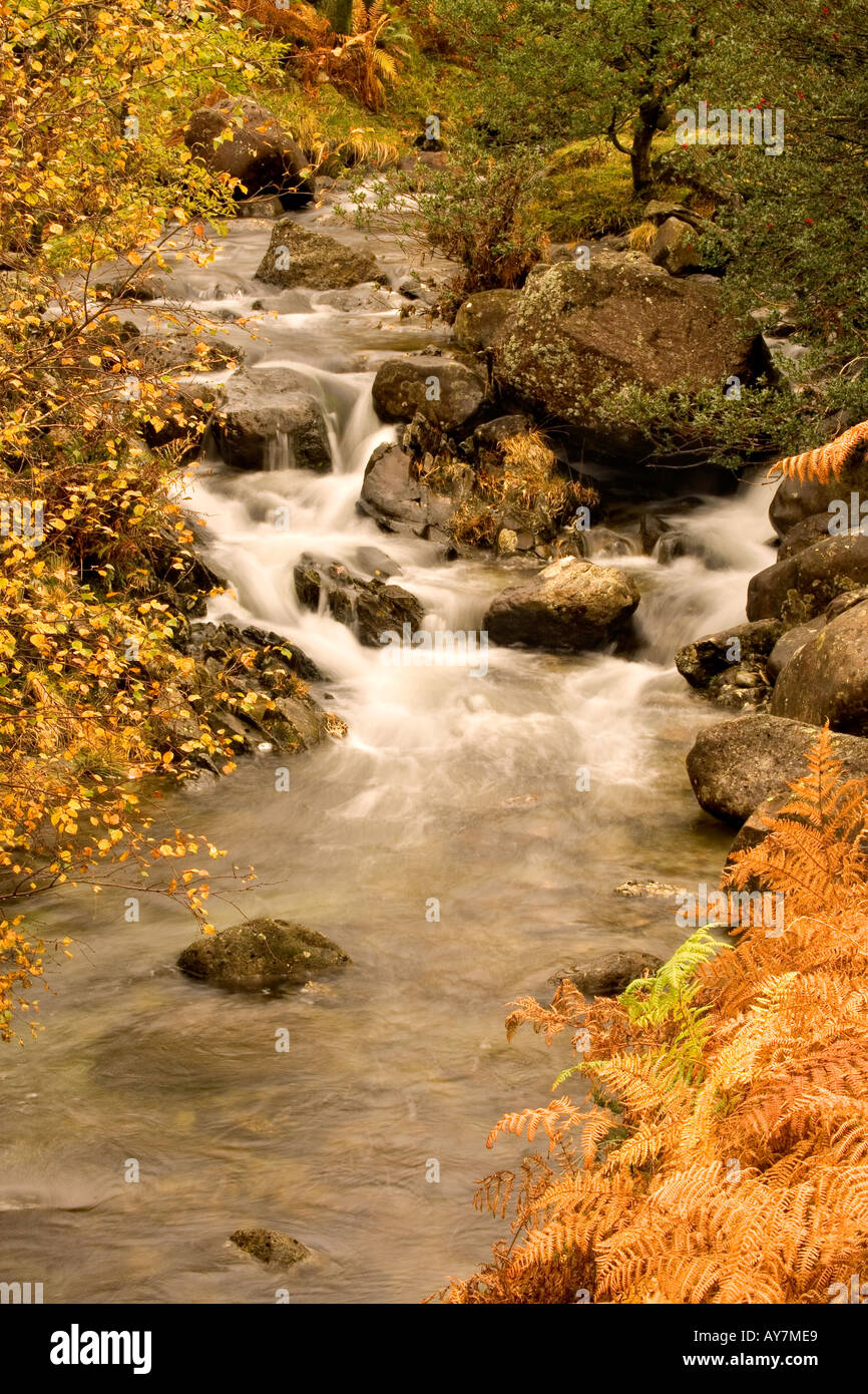 Gebirgsbach, Buttermilch Gill, im Lake District fließt durch den Wald im Herbst auf dem Weg zum Easedale Tarn Stockfoto