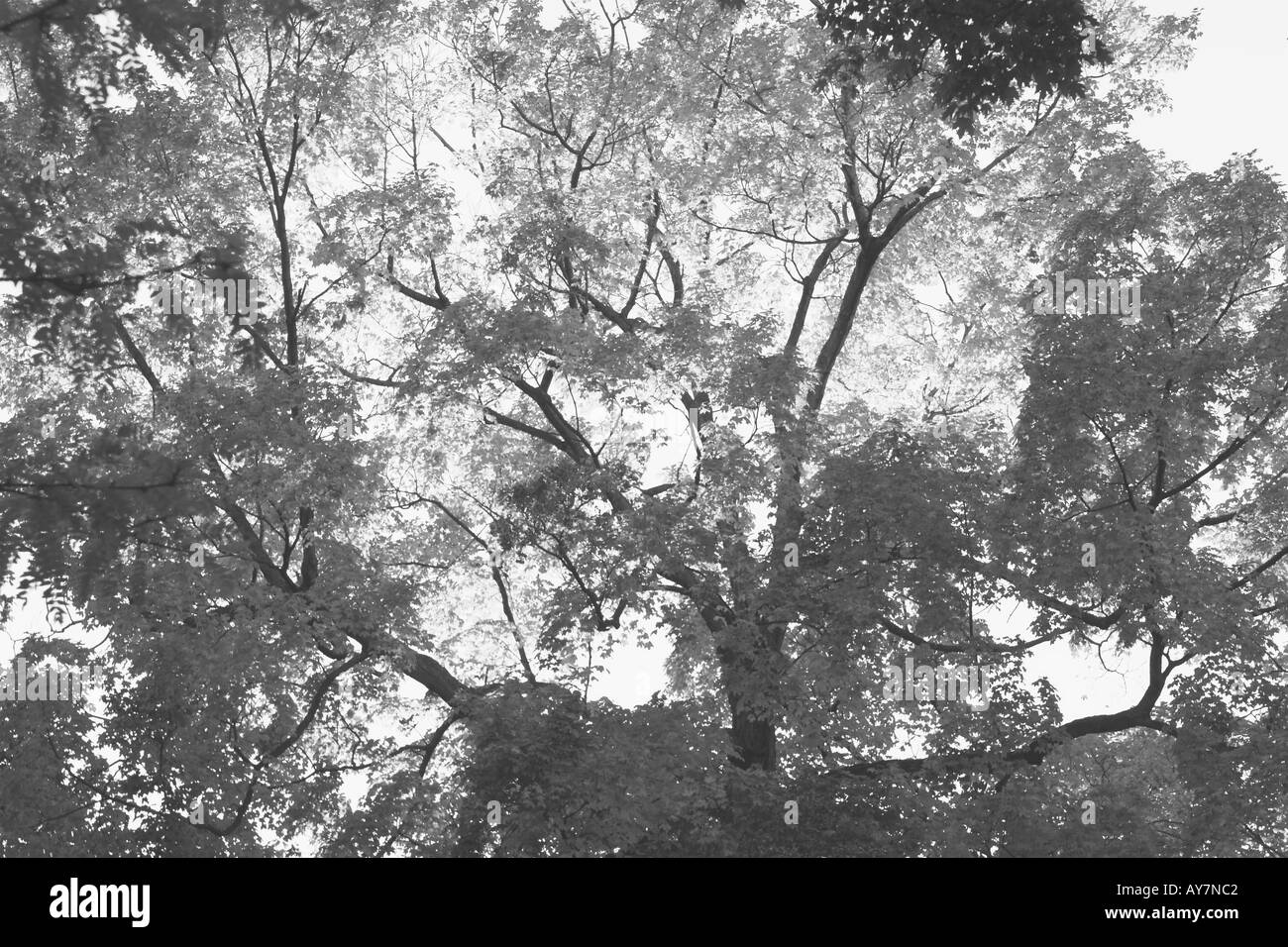 Ein horizontales schwarz-weiß Bild der Baum Zweige und Blätter mit Sonnenlicht eingeben Stockfoto