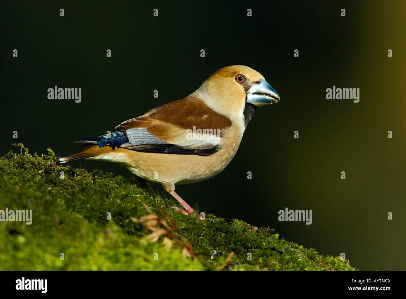 KERNBEIßER Coccothraustes coccothraustes Stockfoto