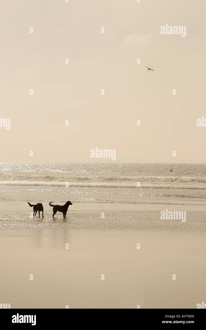 Zwei Hunde auf leeren Strand und Vogel fliegen Stockfoto
