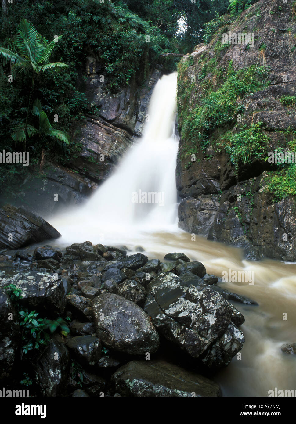 Cascada La Mina in El Yunque Nationalpark Puerto Rico Stockfoto