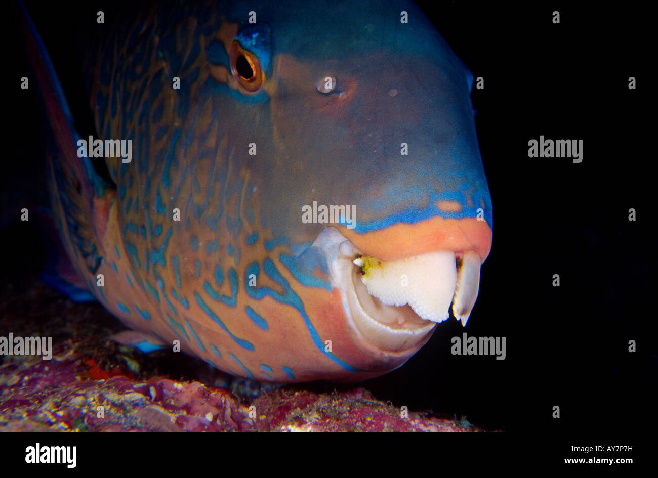Blaue verjährt Papageienfisch Scarus Ghobban Umm Halhla Abu Dabbab Bereich Rotes Meer-Ägypten Stockfoto