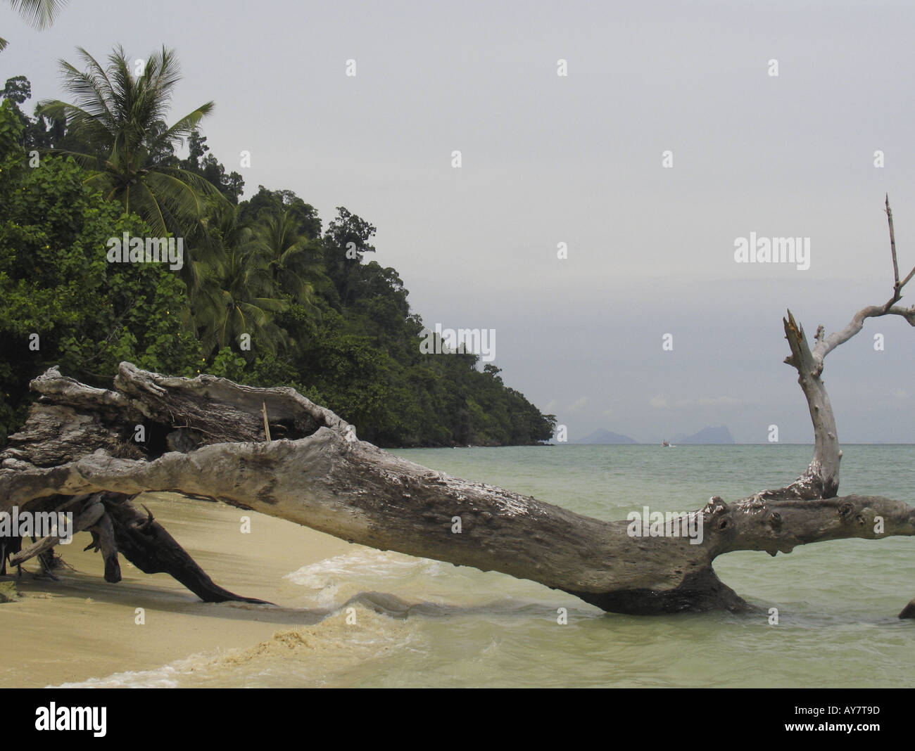 Umgestürzten Baum am ruhigen Strand von Ko Ngai Insel Thailand Stockfoto
