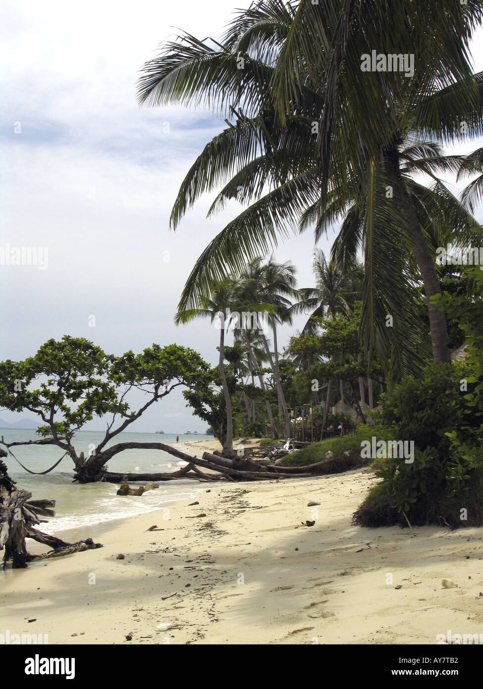 Palmen gesäumten Strand Ko Ngai Insel Thailand Stockfoto