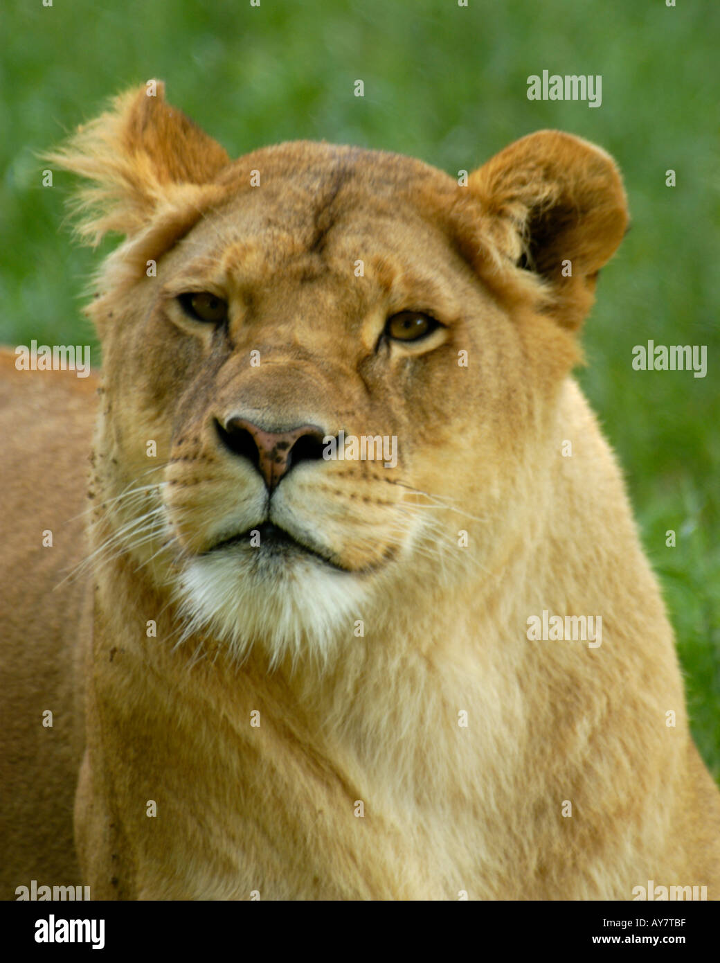 Frau Löwe Stockfoto