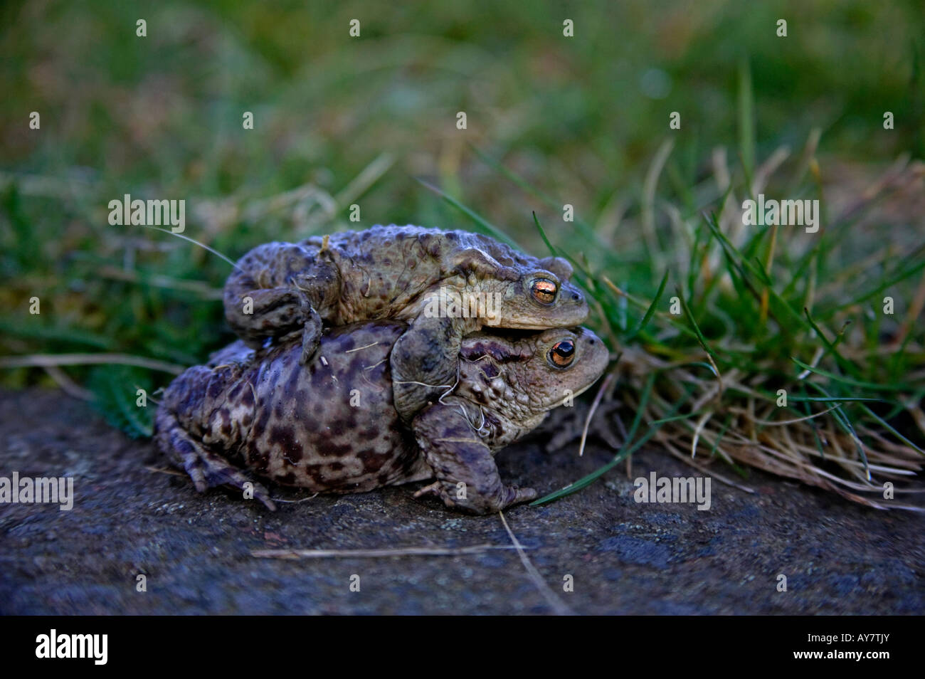 Männliche und weibliche Paarung "Gemeinsame Kröten" (Bufo Bufo), Edinburgh, Schottland, UK, Europa Stockfoto