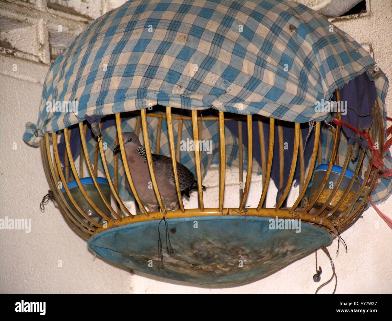 Taube in sphärische Bambus Käfig Ko Sukorn Insel Thailand Stockfoto